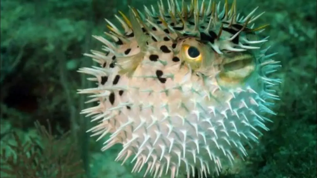 Pufferfish