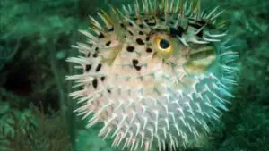 Pufferfish Facts: Nature’s Deadliest