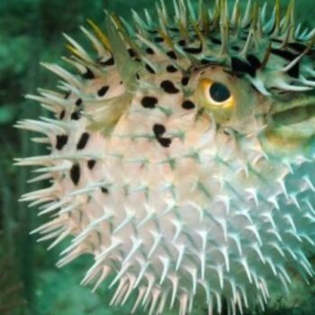 Pufferfish Facts: Nature’s Deadliest