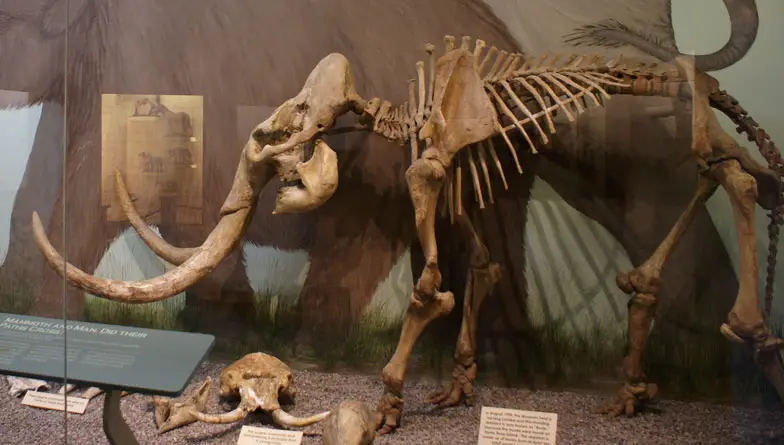 Pygmy Mammoth facts