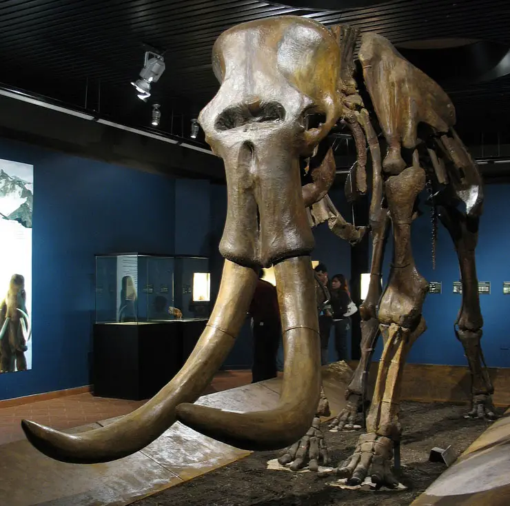 Steppe Mammoth facts
