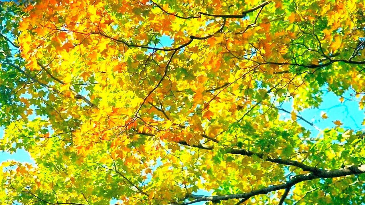 Why Do Leaves Change Color in the Fall? | Science Facts