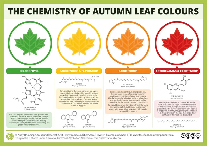 Why Leaves Change Color