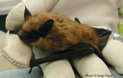 big brown bat