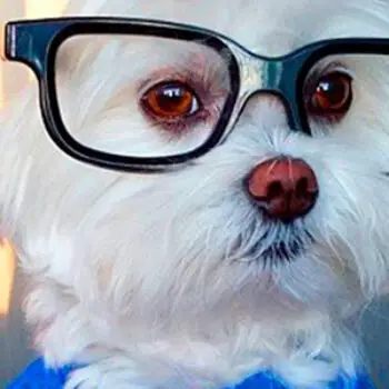 Pet Dog as Smart as a Toddler?