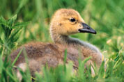 A young duckling