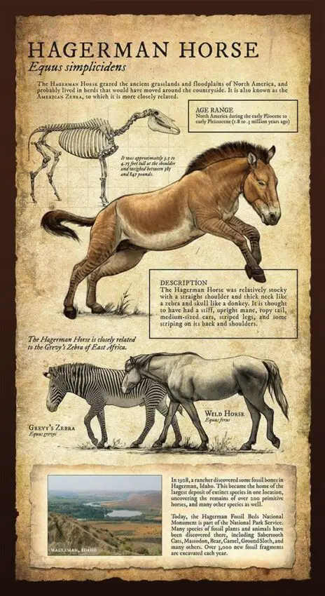 Hagerman Horse