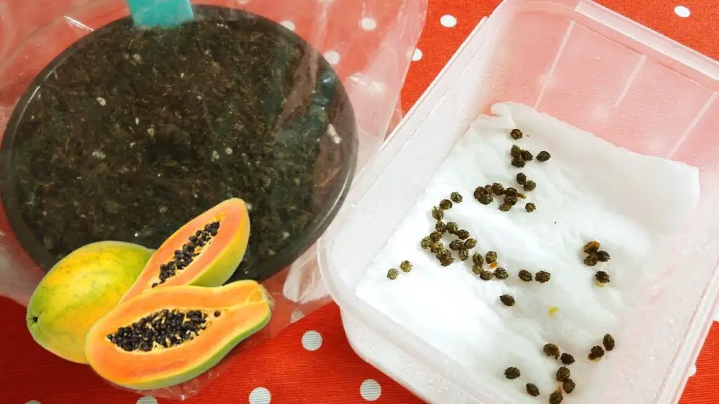 grow papaya from seed