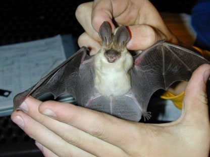 https://www.scifacts.net/wp-content/uploads/2020/12/holding-bat-closeup.jpg