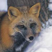 Close up of a fox facewith a dark colouration on its neck fur