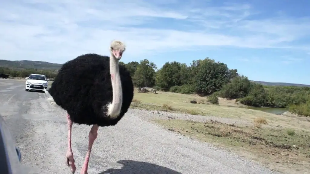 ostrich brain eyes