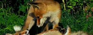 Red Foxes of North America