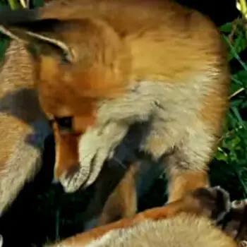 Red Foxes of North America