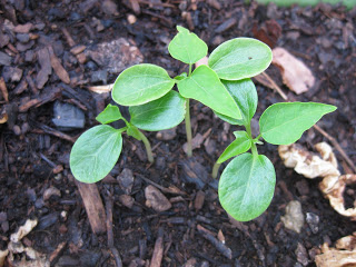 sprouting papaya seeds