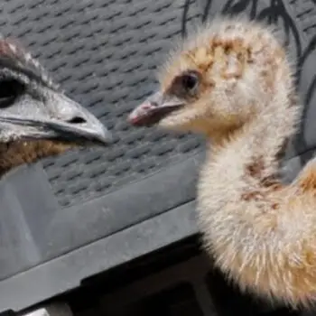 Cassowary & Emu Facts – Flightless Birds of Australia