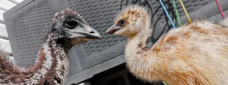 Flightless Birds in Australia