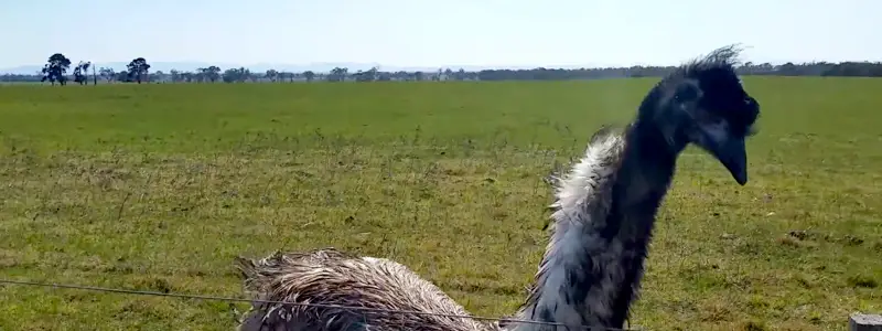 Emu facts