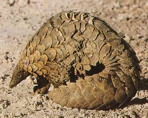 Cape pangolin