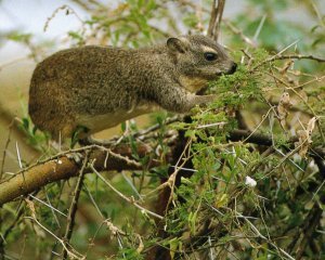 Tree Hyrax 