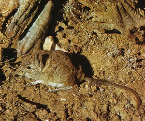 North African elephant shrew