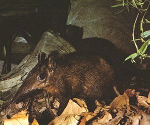 Giant elephant shrew 