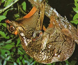 Malayan flying lemur