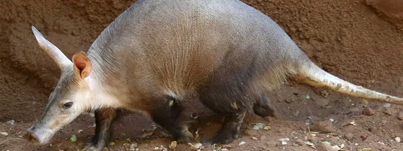 Tubulidentata - Tube Toothed Mammals