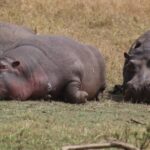 Artiodactyla - Even Toed Mammals Facts