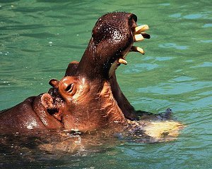 Hippo Hippo