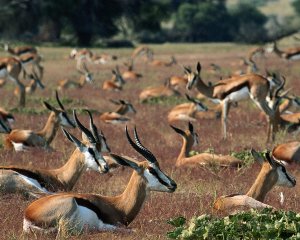 Artiodactyles Artiodactyles