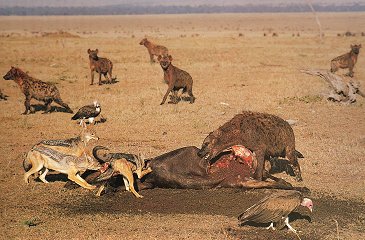 Carnivores Carnivore
