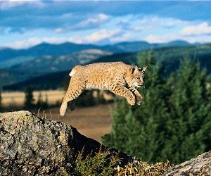 Bobcat Bobcat