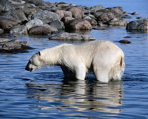 Polar Bear Polar Bear