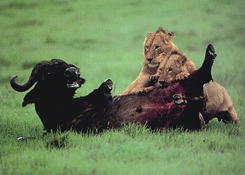 Young male lions