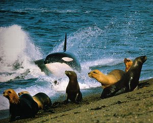 Orca Orca