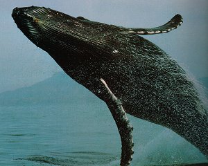Humpback Whale Humpback Whale