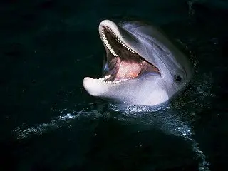Bottle-Nosed Dolphin
