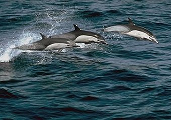 Dolphins Dolphins