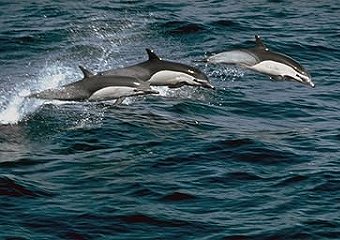 Dolphins