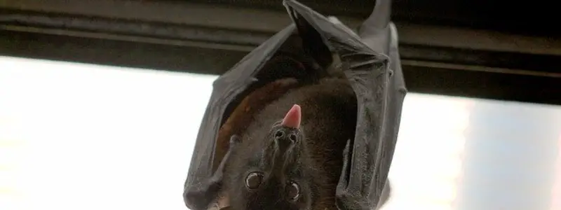 Chiroptera - Bats