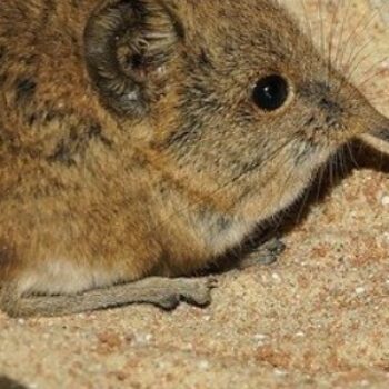 Macroscelidea – Elephant Shrews Facts