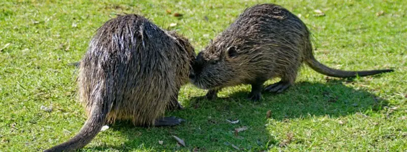 Rodentia - Gnawing Mammals