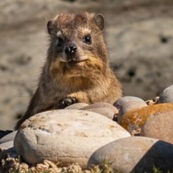 Hyracoidea – Hyrax-Like Mammals