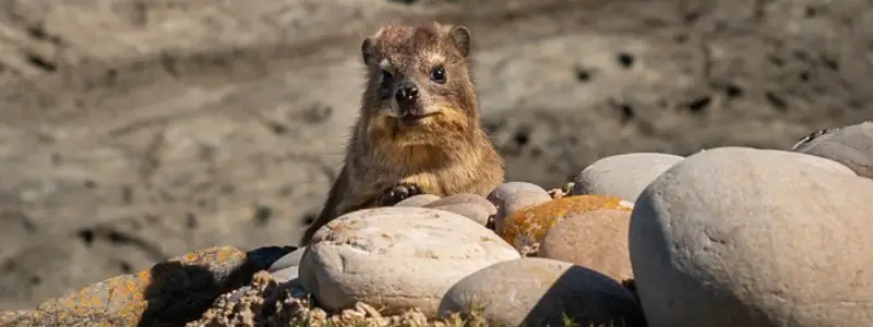 Hyracoidea - Hyrax-Like Mammals