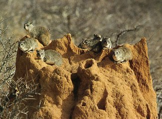 Hyraxes Hyraxes