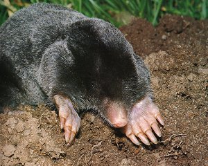 Mole Mole