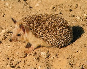 Hedgehog