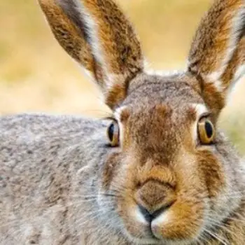 Lagomorpha – Hare-Like Mammals Facts
