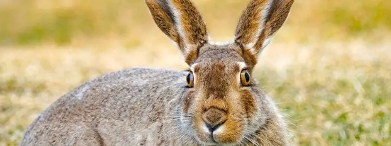 Lagomorpha - Hare-Like Mammals