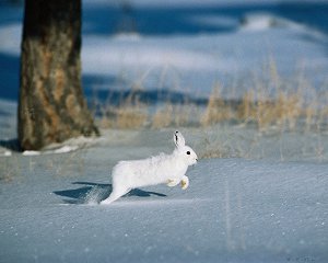Rabbit's fur Rabbits